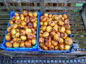 Two full trays of medlars