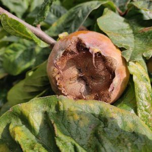Medlar fruit