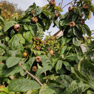 Medlar tree with fruit