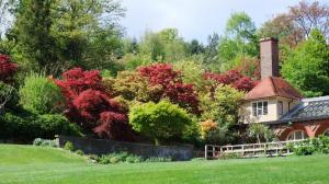 Maples from the Main Lawn