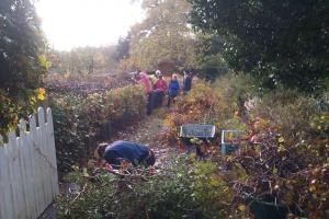 2013 Cutting down the hedge