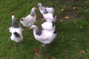 Chickens