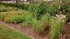 2016 New cut flower bed