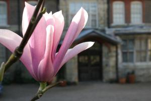 Magnolia