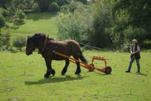Working Horse Trust