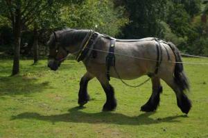 Working Horse Trust
