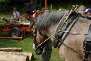 William Wallace & Working Horse Trust