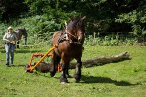 Working Horse Trust
