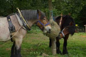 Working Horse Trust