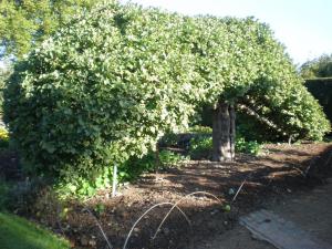 Apple espalier Newton Wonder