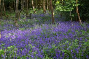 Bluebells