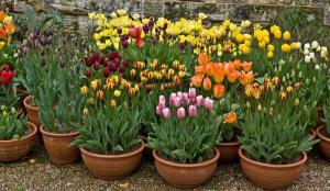 Tulip Time