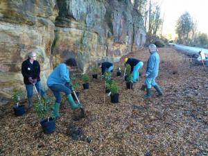 drive planting