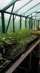 greenhouse