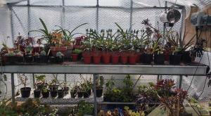 greenhouse2