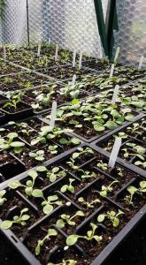 greenhouse3