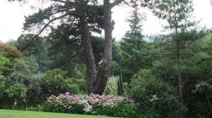 Hydrangeas under the Monterey Pine