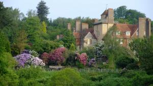 Rhododendrons in full bloom